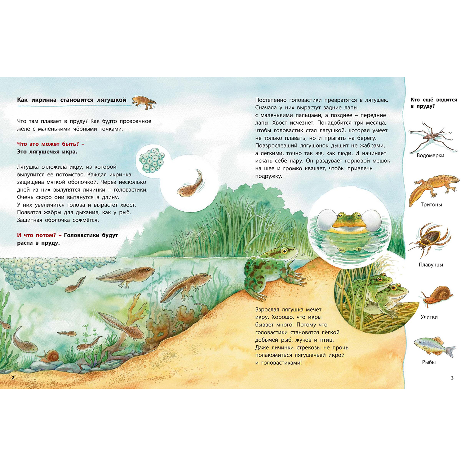 Книга ЭНАС-книга Лягушонок и его соседи. Познавательные истории - фото 2