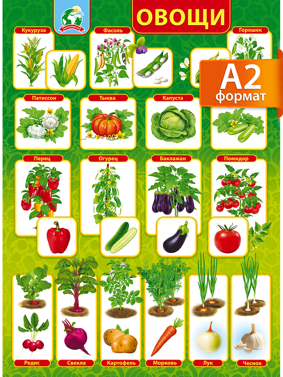 Плакат обучающий на стену Мир поздравлений овощи на грядке с картинками и названиями - фото 1