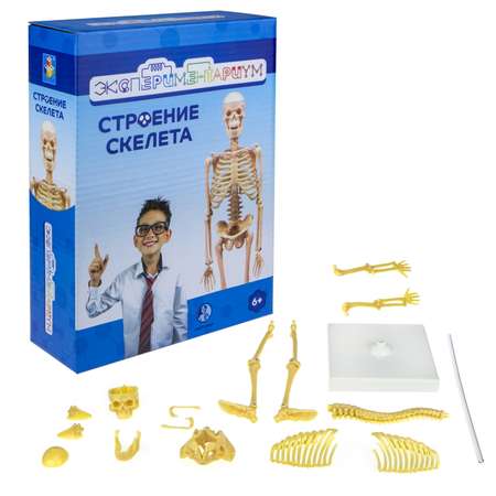 Набор для опытов Экспериментариум Строение скелета