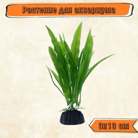 Аквариумное растение Rabizy водоросли 3х13 см